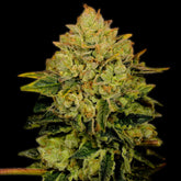 Critical Mass Autoflower Cannabis Plant